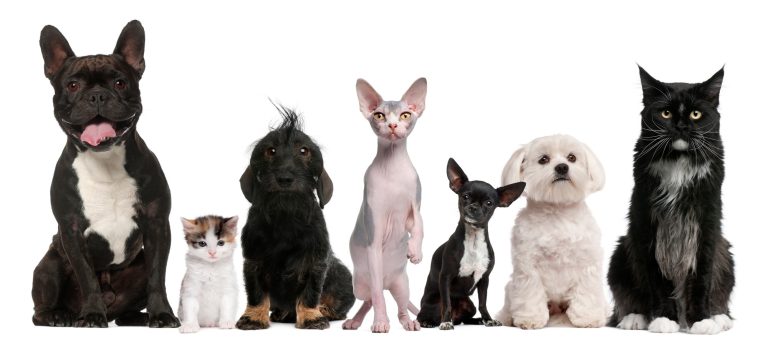 Group of dogs and cats sitting