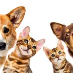 cats, dogs, pets, group, togetherness, isolate