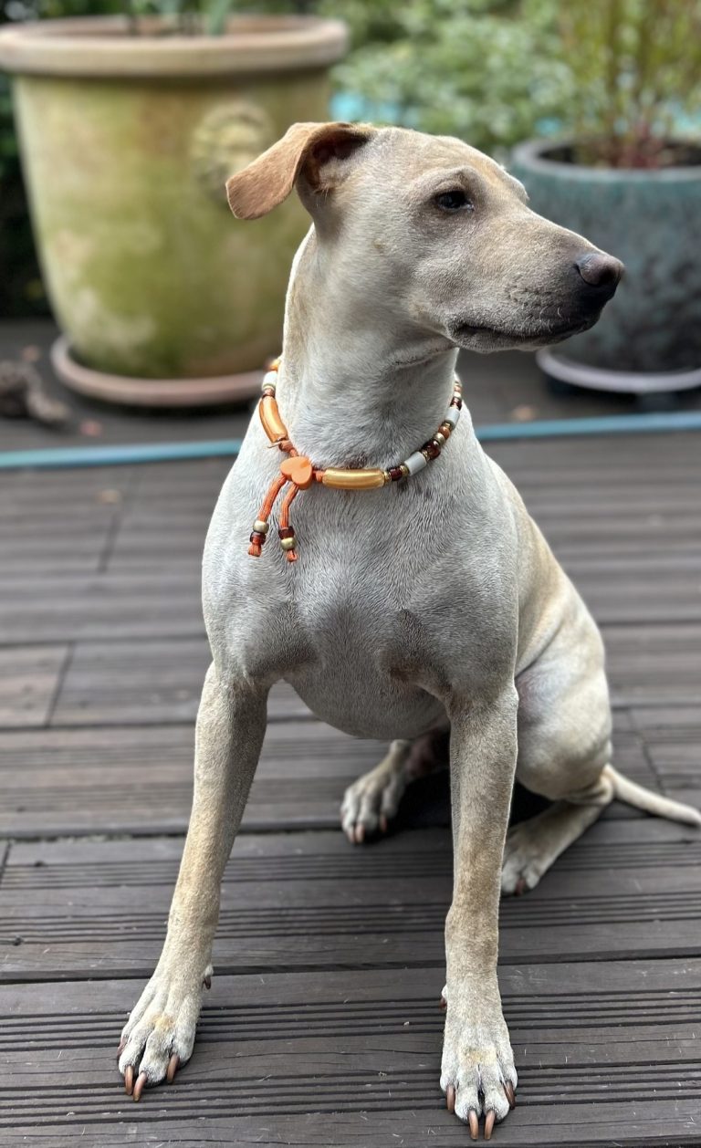 Chien avec collier PEPS
