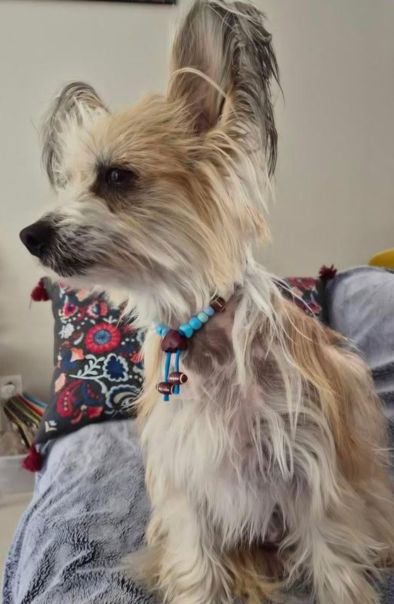 Chien avec collier PEPS
