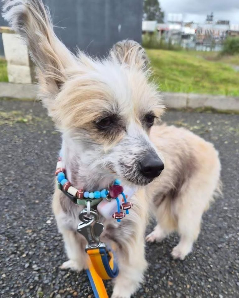 Chien avec collier PEPS