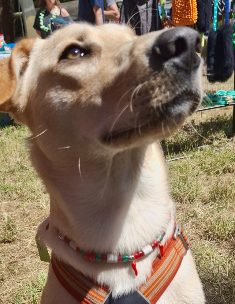 Chien avec collier PEPS