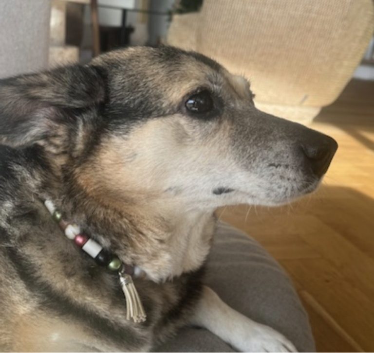 Chien avec collier PEPS