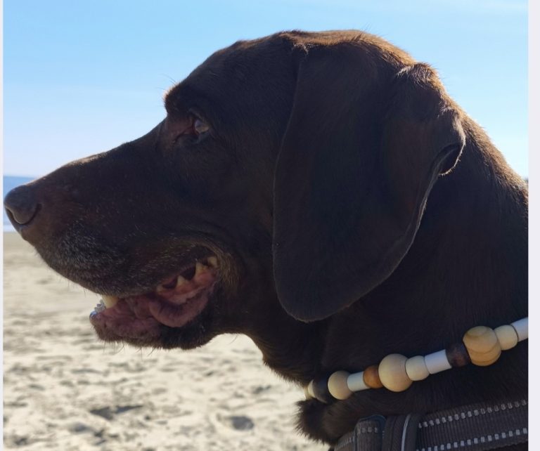 Chien avec collier PEPS