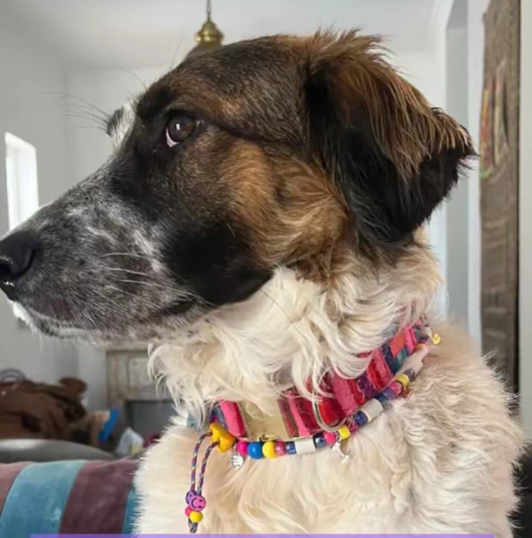 Chien avec collier PEPS