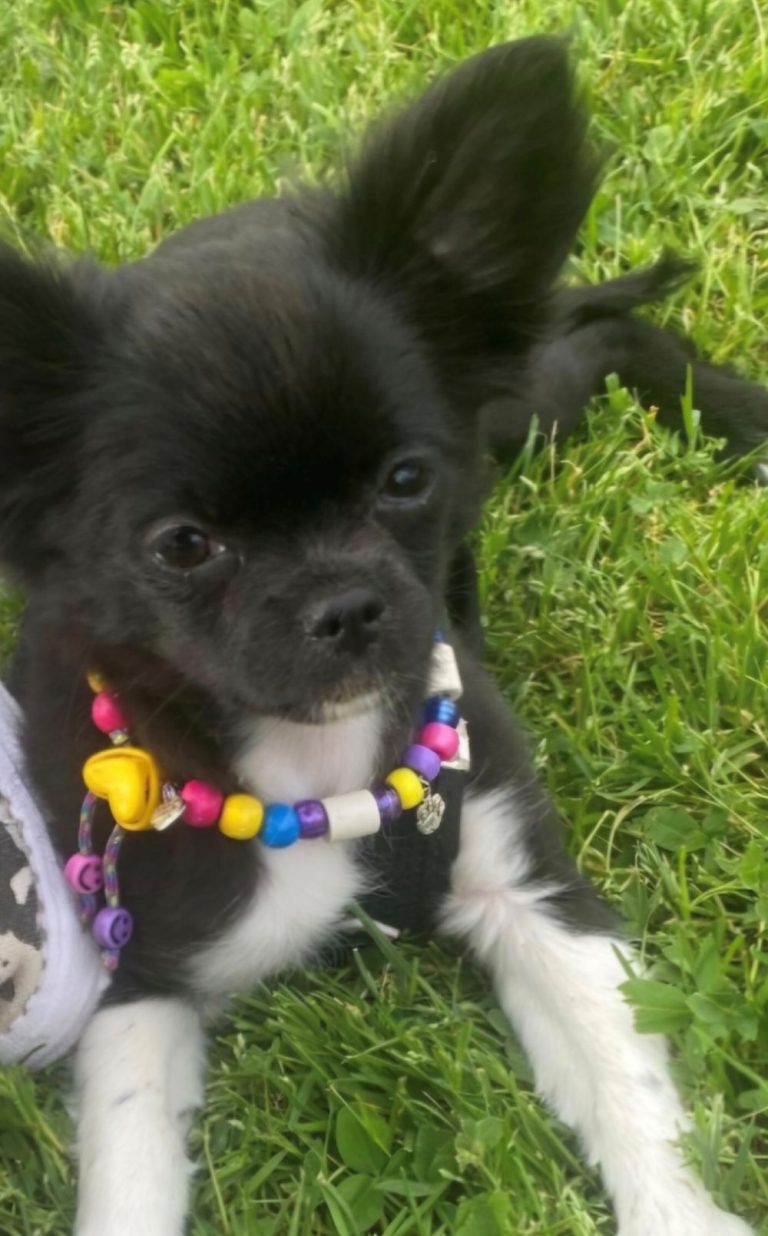 Chien avec collier PEPS