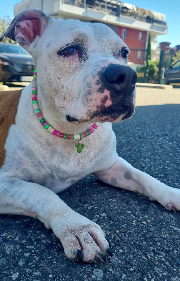 Chien avec collier PEPS