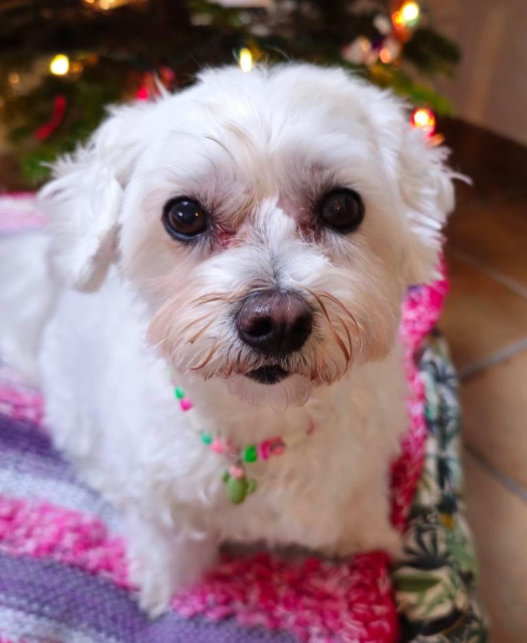 Chien avec collier PEPS