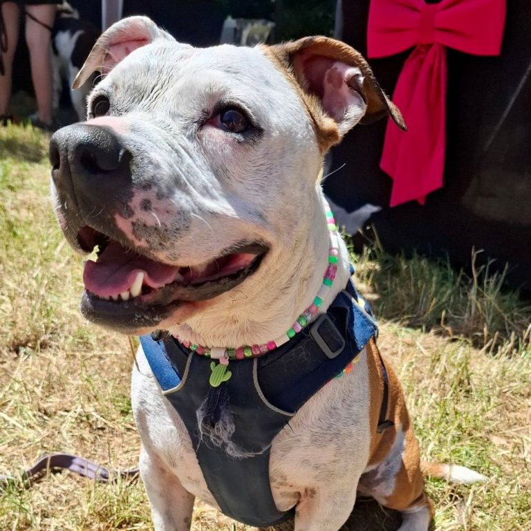Chien avec collier PEPS