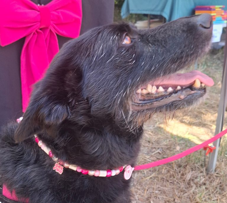 Chien avec collier PEPS