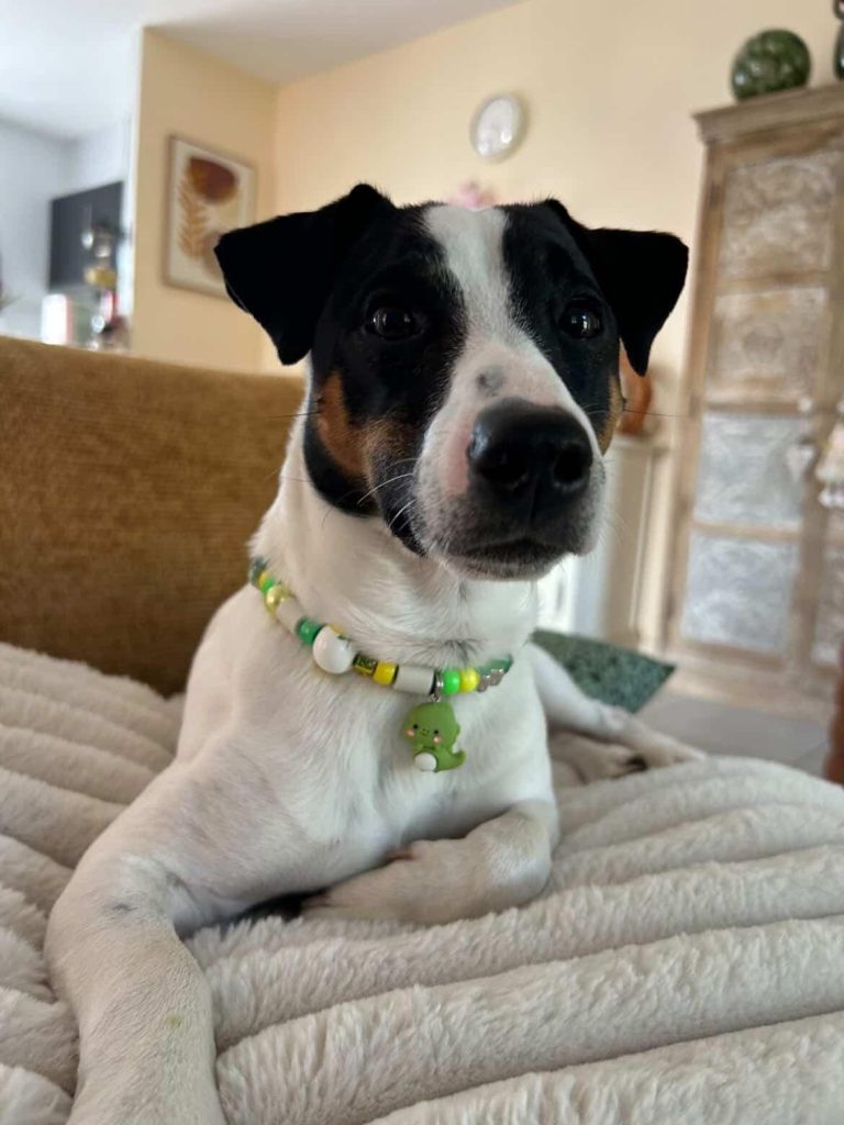 Chien avec collier PEPS