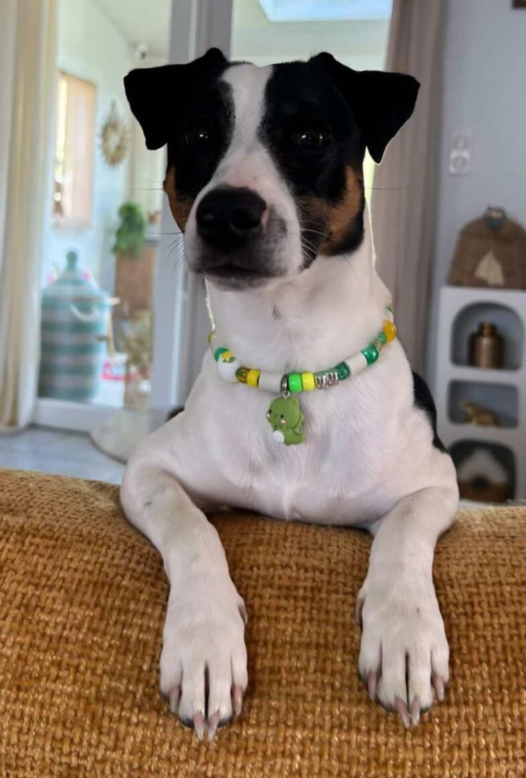 Chien avec collier PEPS