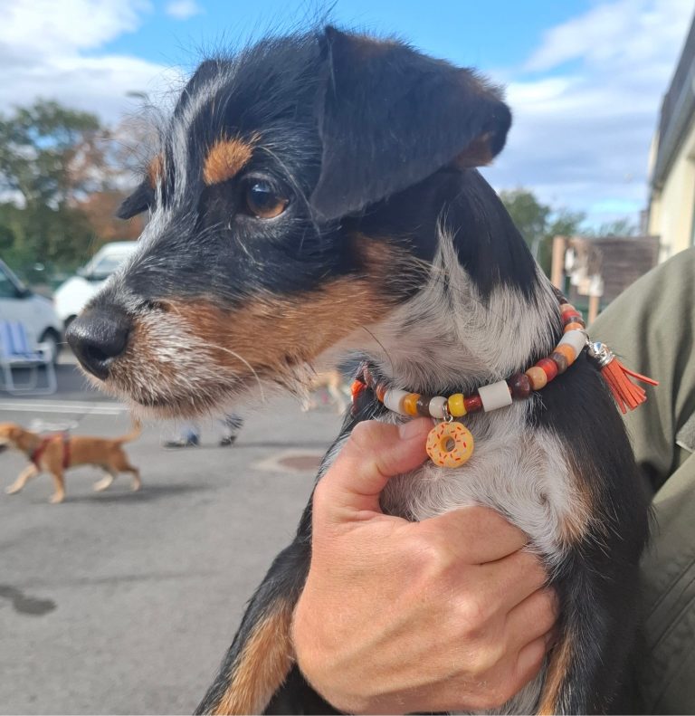 Chien avec collier PEPS
