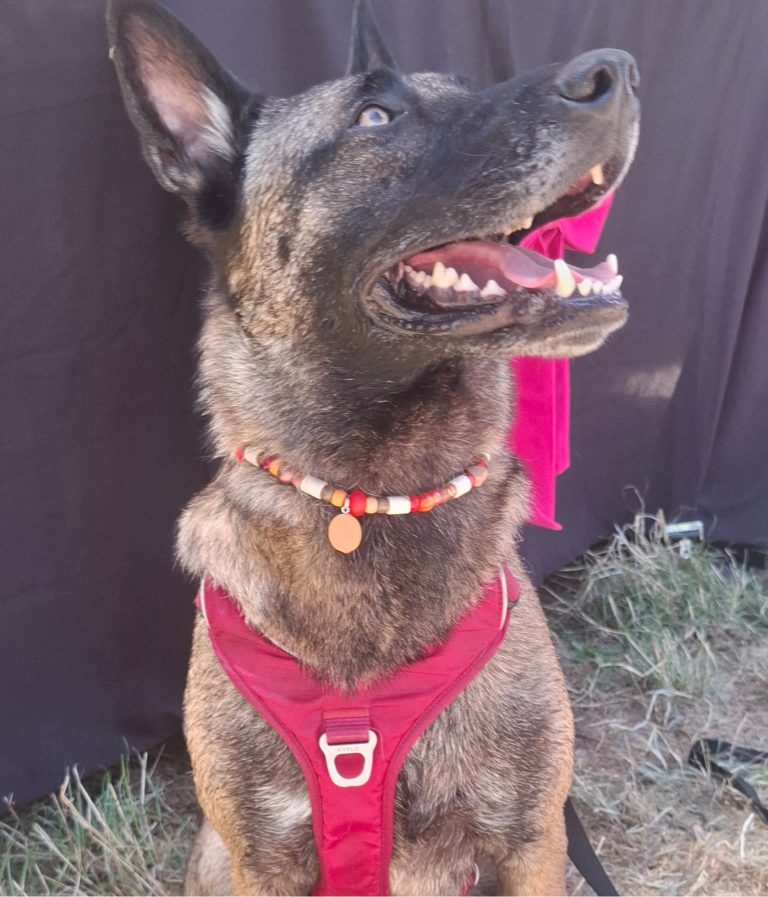 Chien avec collier PEPS