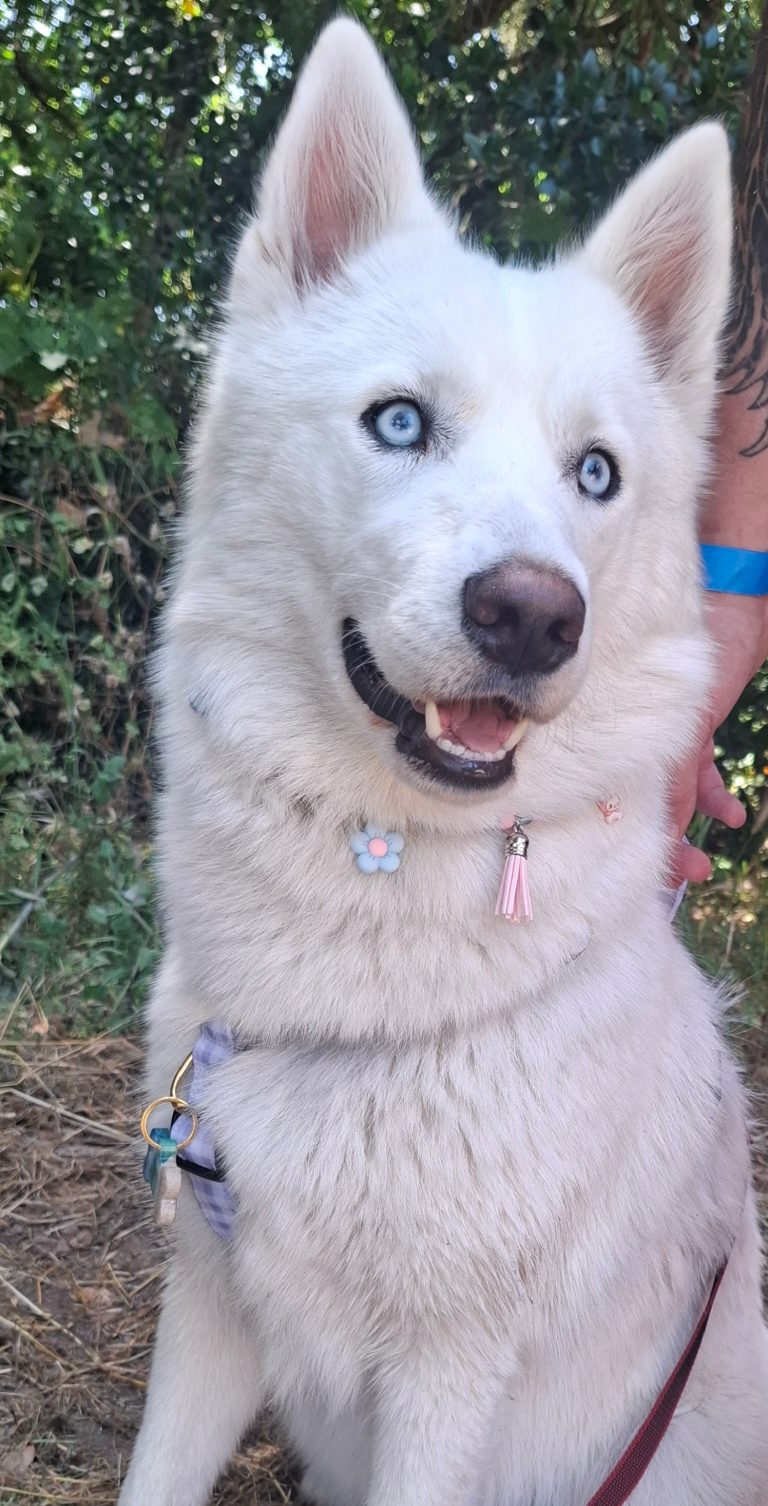 Chien avec collier PEPS