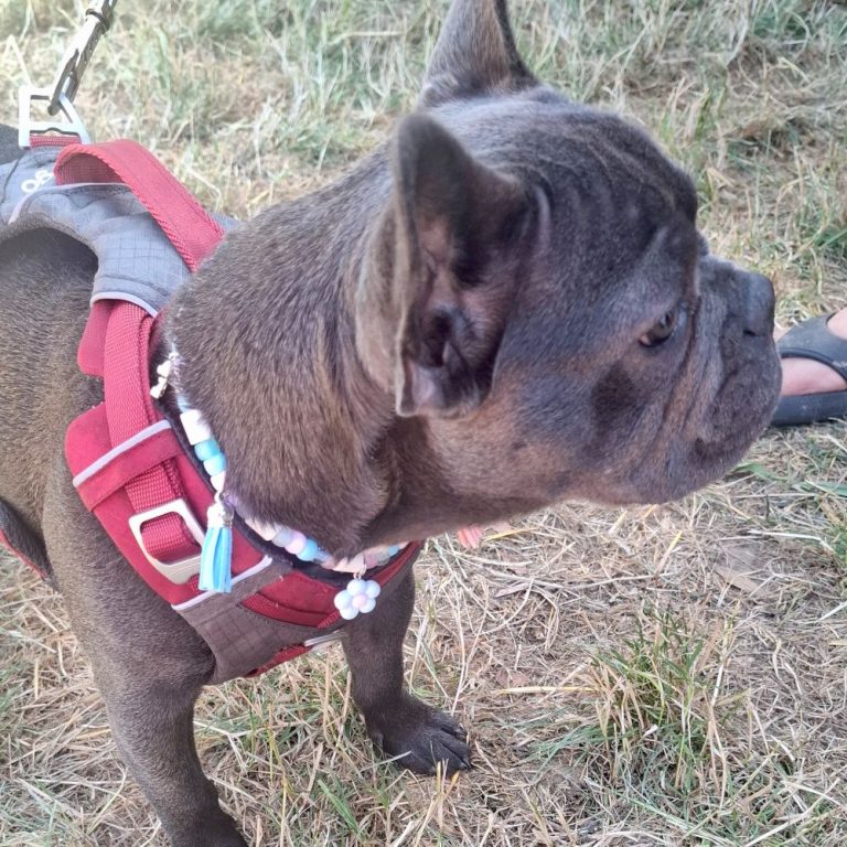 Chien avec collier PEPS