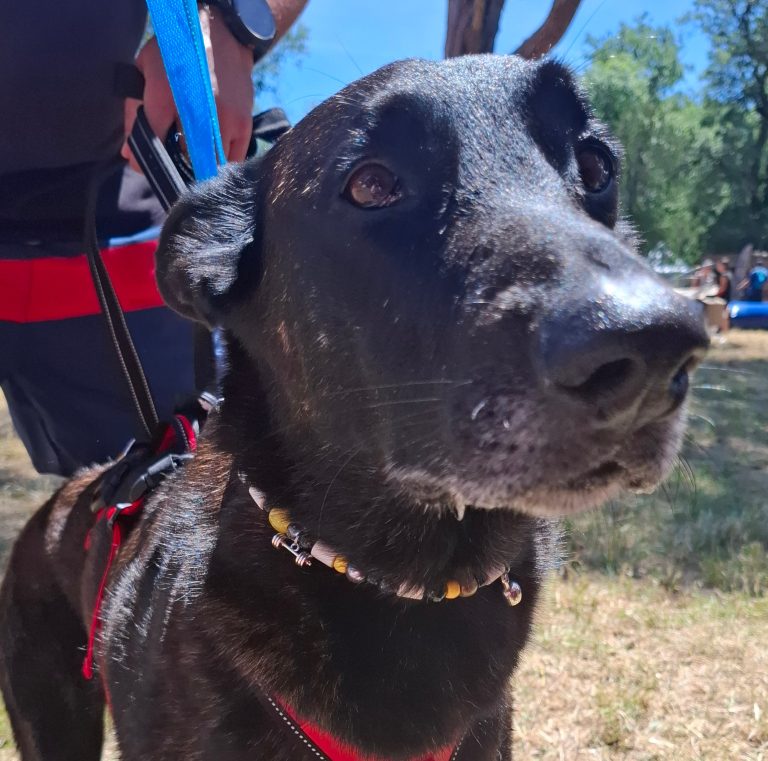 Chien avec collier PEPS