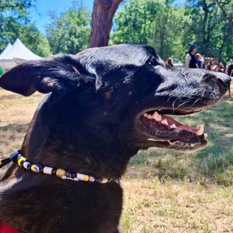 Chien avec collier PEPS