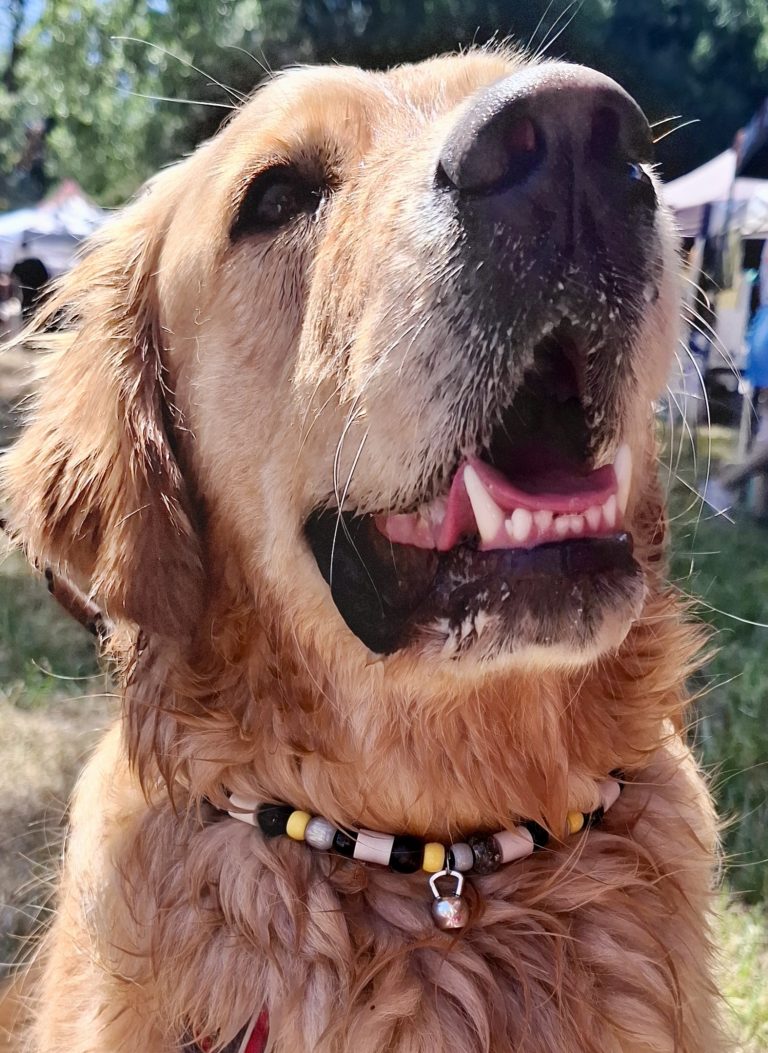 Chien avec collier PEPS