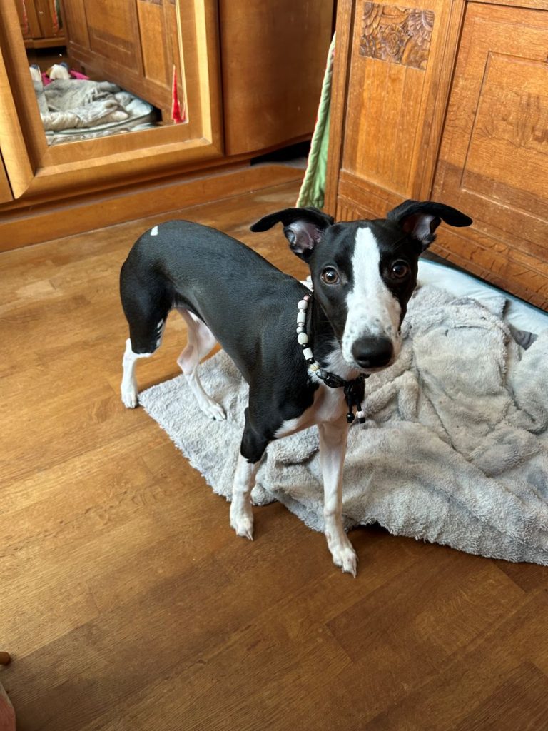 Chien avec collier PEPS
