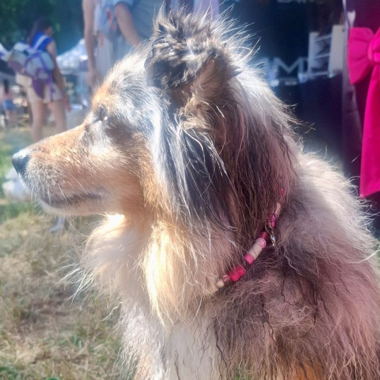 Chien avec collier PEPS