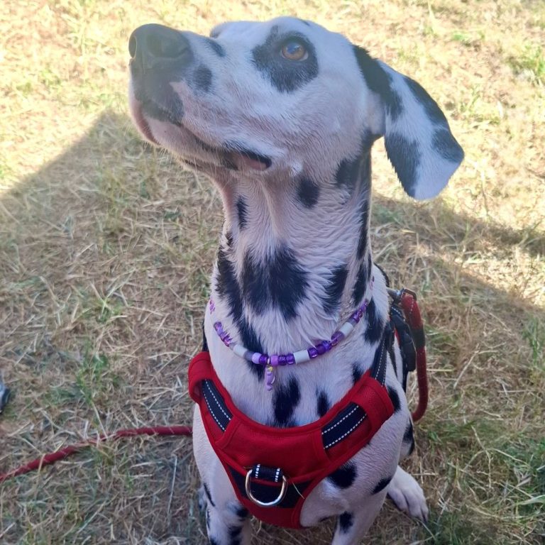 Chien avec collier PEPS