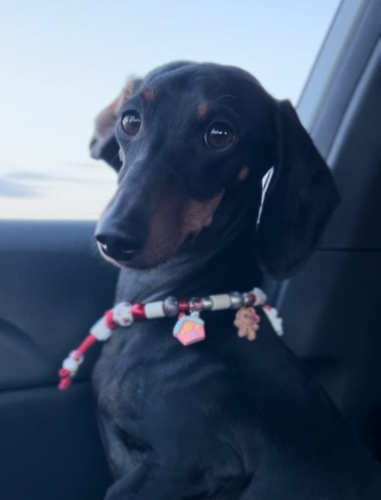 Chien avec collier PEPS