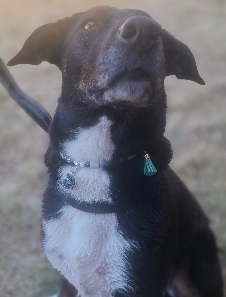 Chien avec collier PEPS