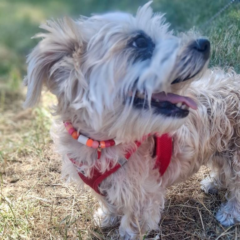 Chien avec collier PEPS