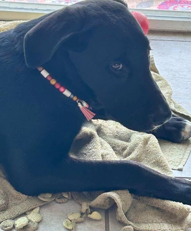 Chien avec collier PEPS