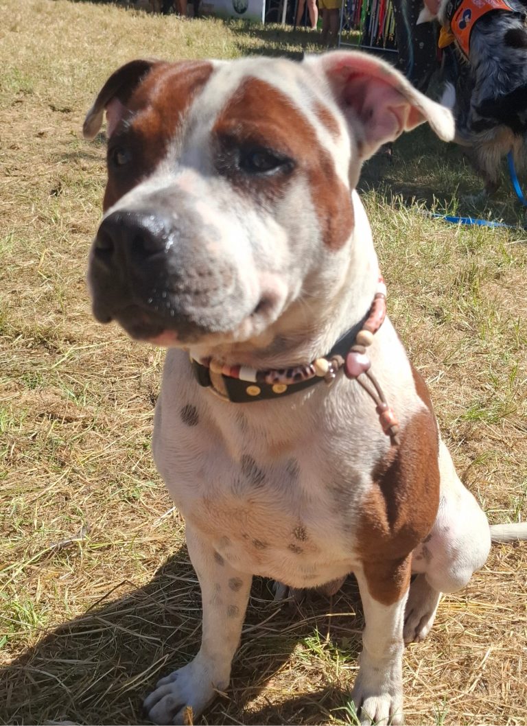 Chien avec collier PEPS
