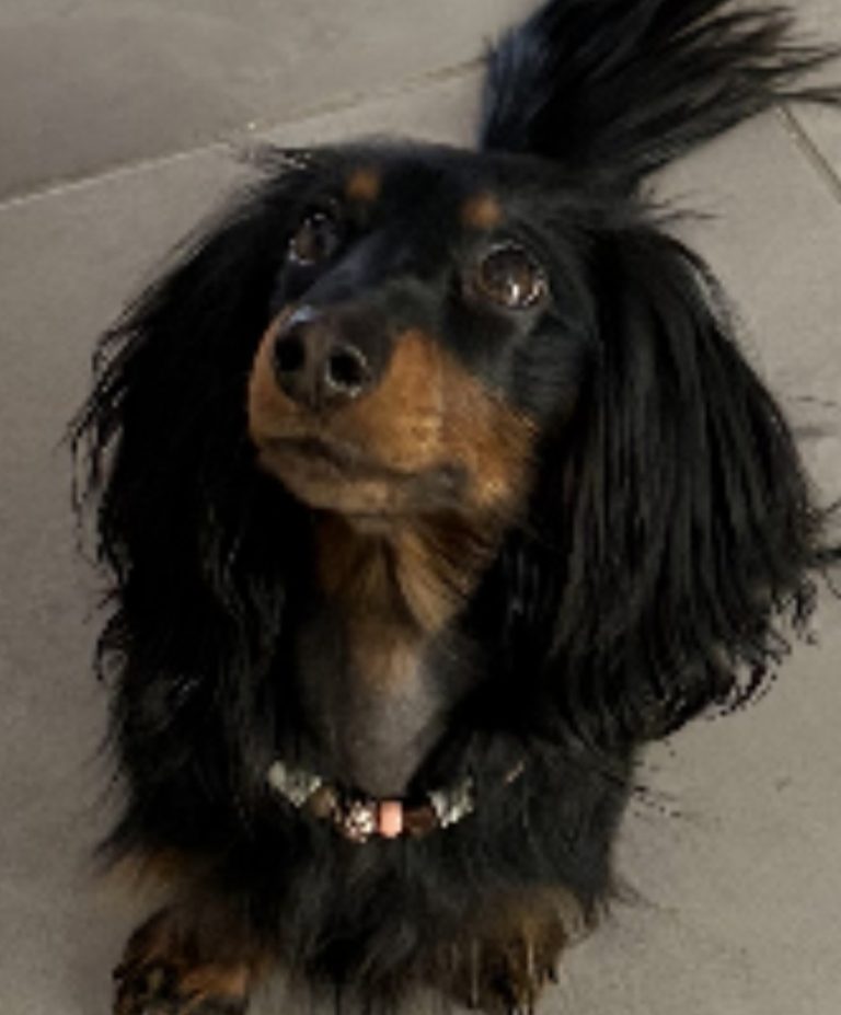 Chien avec collier PEPS
