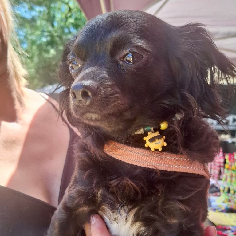Chien avec collier PEPS