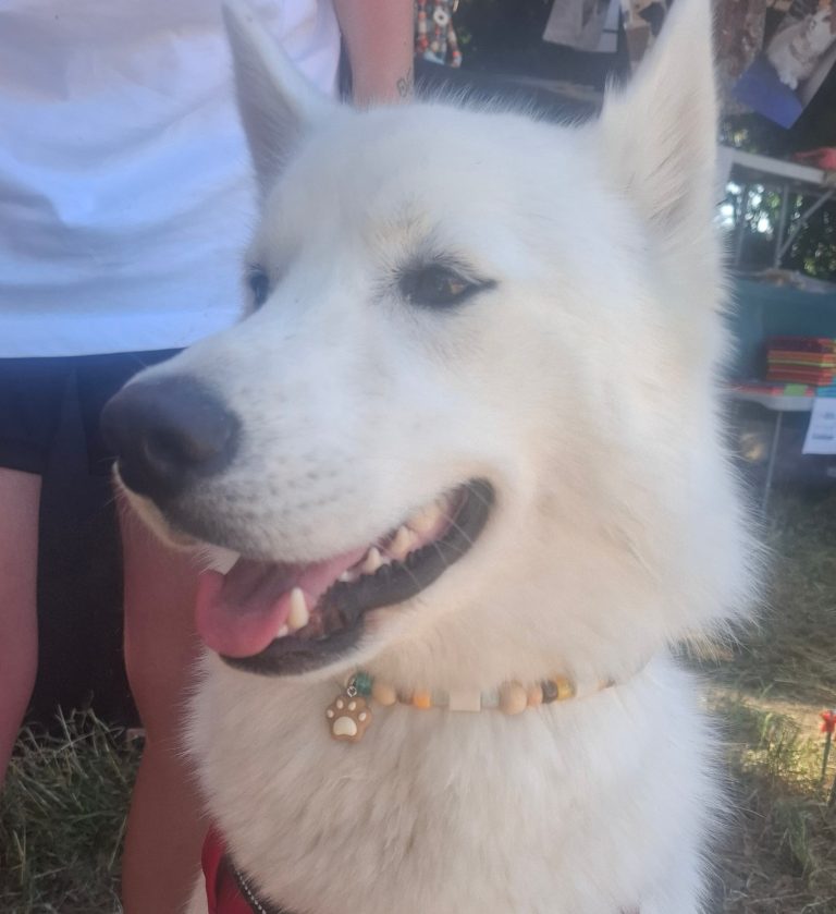 Chien avec collier PEPS