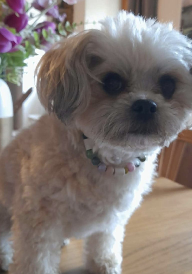 Chien avec collier PEPS