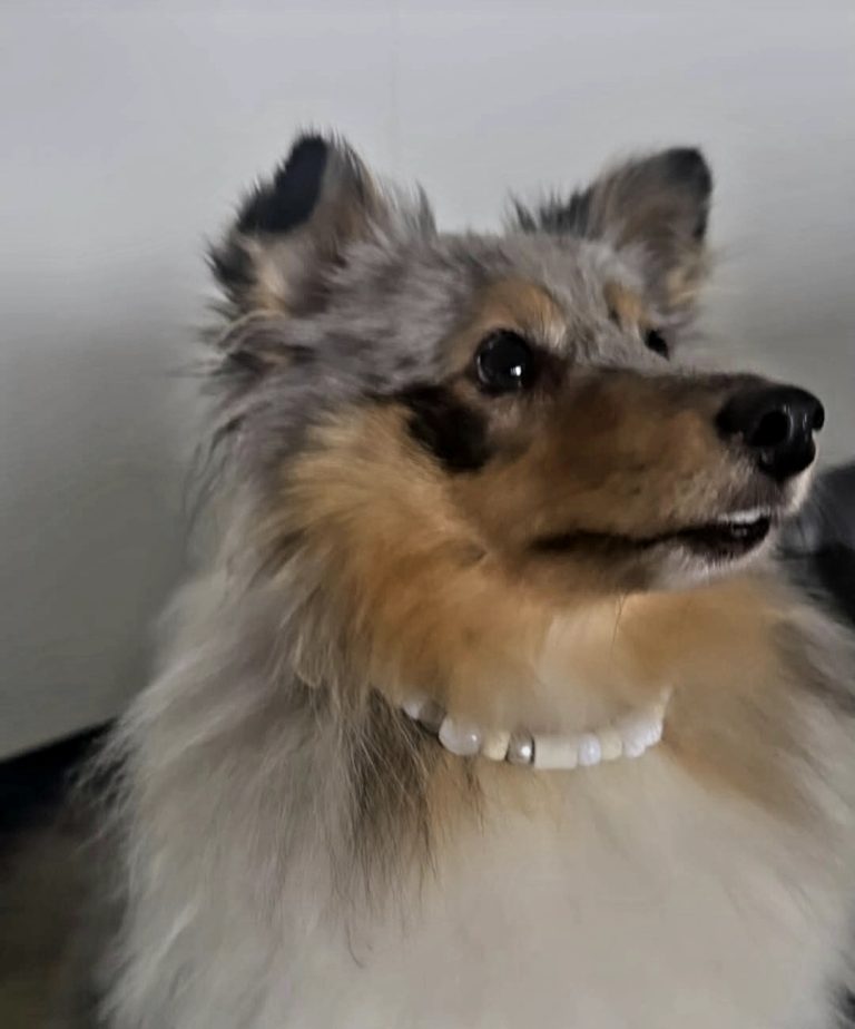 Chien avec collier PEPS