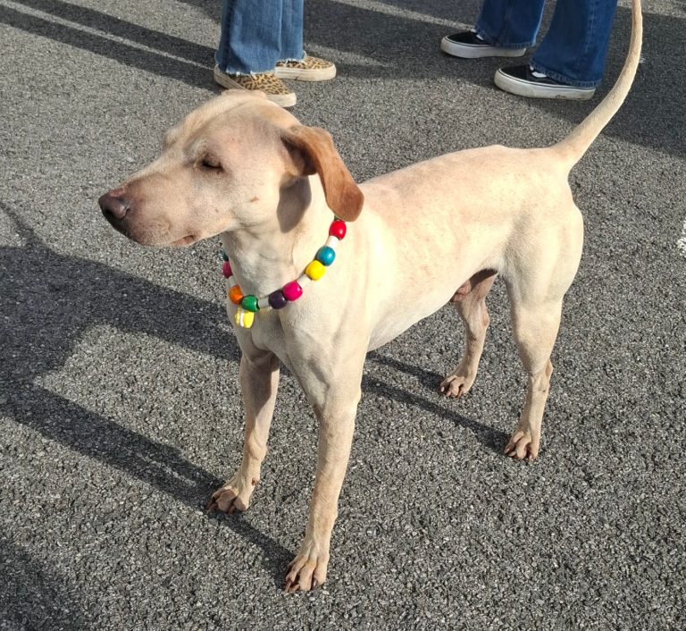 Chien avec collier PEPS