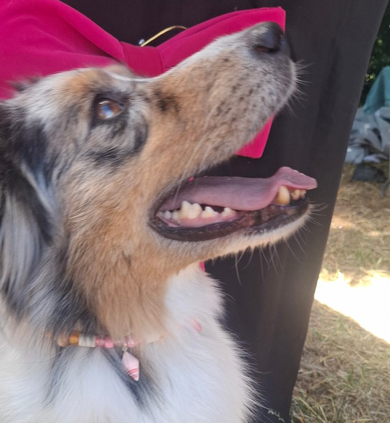 Chien avec collier PEPS