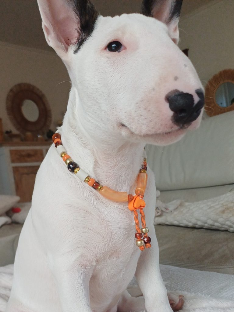 Chien avec collier PEPS