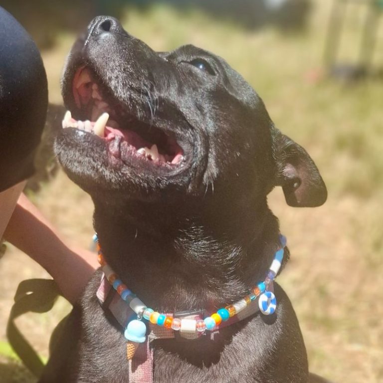 Chien avec collier PEPS