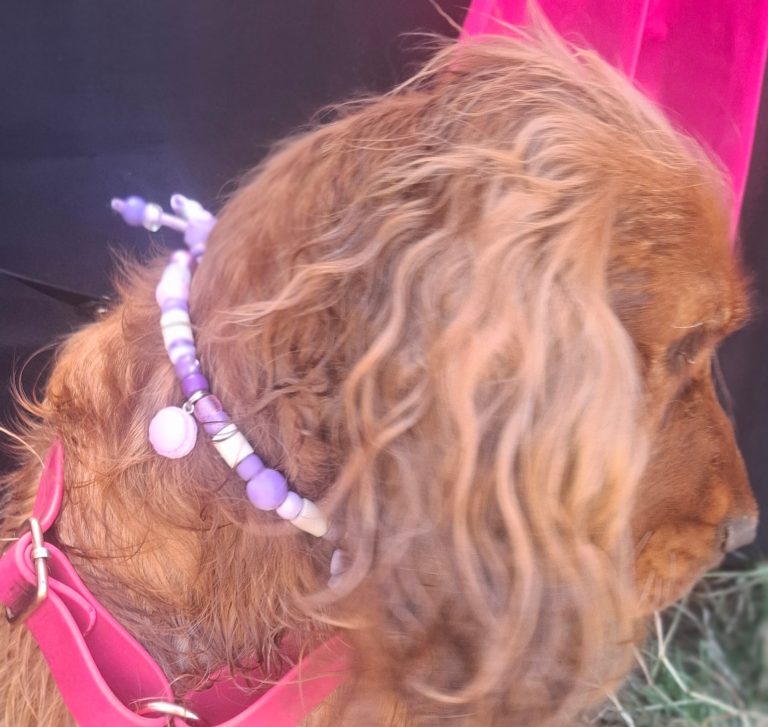 Chien avec collier PEPS