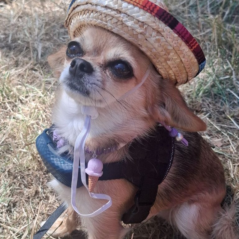Chien avec collier PEPS