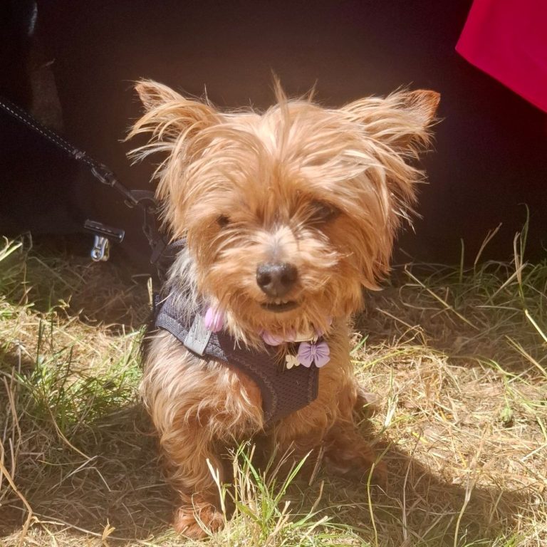 Chien avec collier PEPS