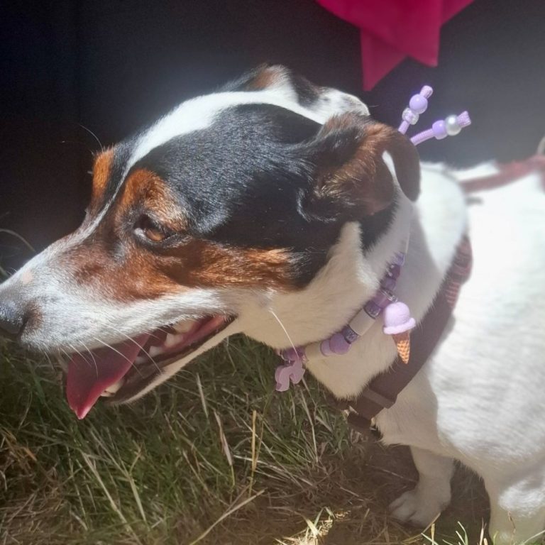 Chien avec collier PEPS