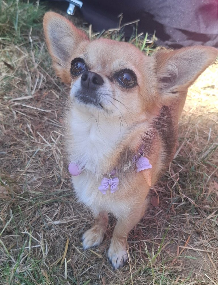 Chien avec collier PEPS