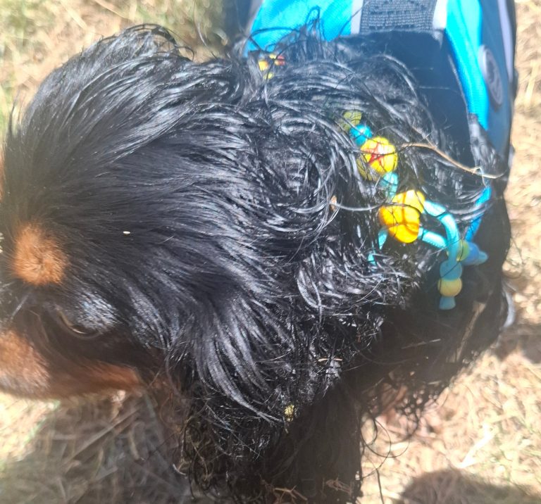 Chien avec collier PEPS