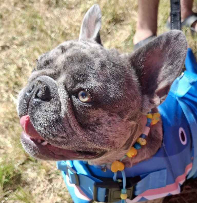 Chien avec collier PEPS