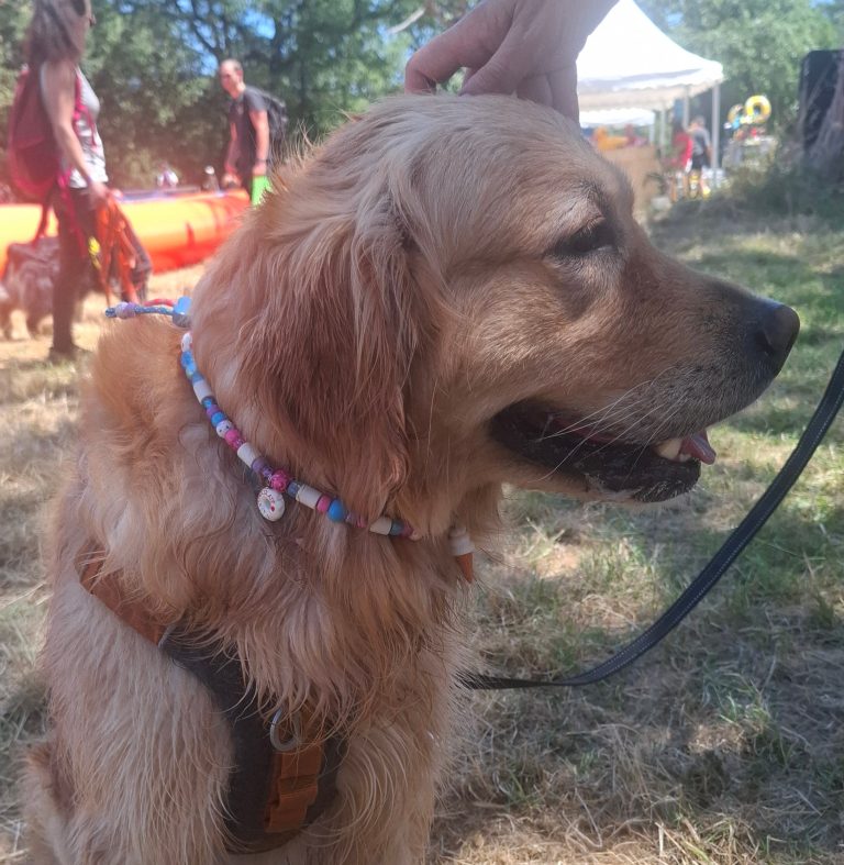 Chien avec collier PEPS