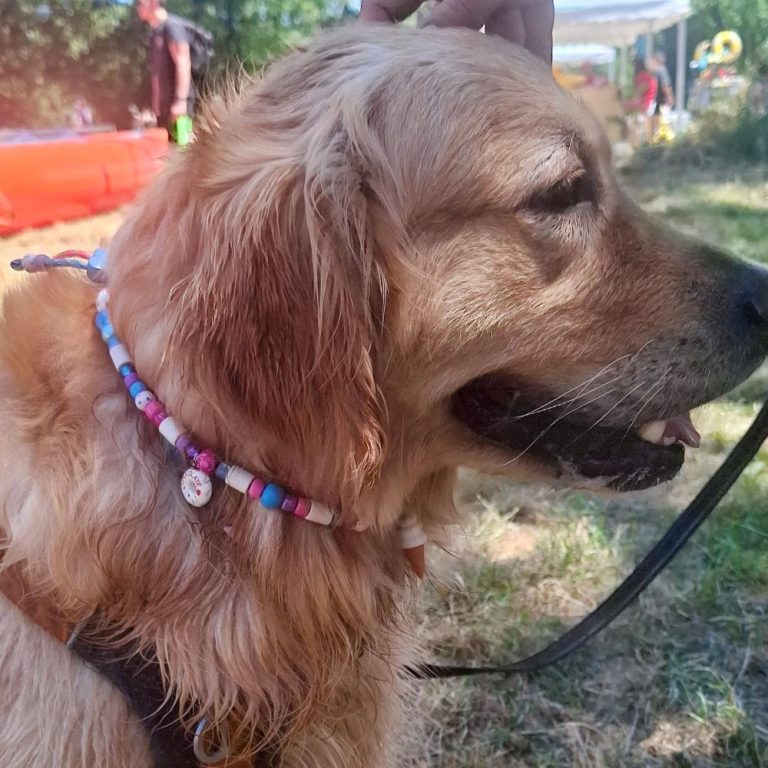 Chien avec collier PEPS