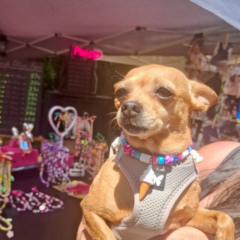 Chien avec collier PEPS